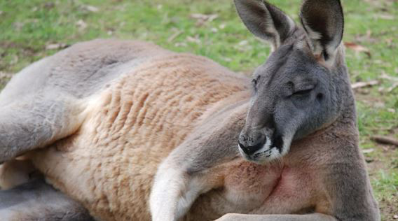Carefree Kangaroo Breaks Into Home to Steal Food, Punches Homeowner So Hard She Ends Up in the Hospital 1 Just two days into the New Year, the unfortunate homeowner encountered an aggressive kangaroo that not only stole food but also brutally punched her.