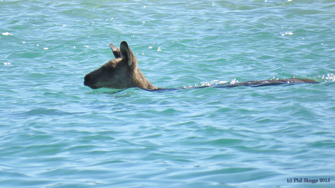 Kangaroos possess impressive swimming abilities, so even a few meters deep pool can't challenge them.