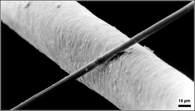 A carbon fiber with a diameter of 6 micrometers next to a hair with a diameter of 50 micrometers.