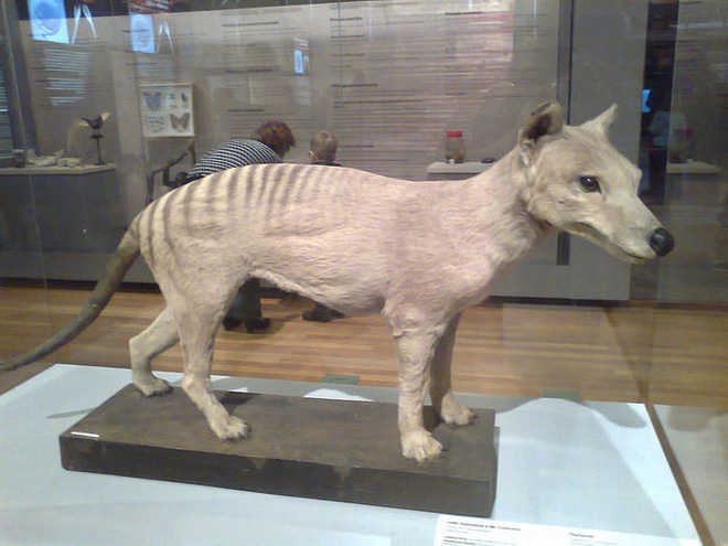 A specimen of a Tasmanian tiger at the National Museum of Natural Sciences in Madrid, Spain.