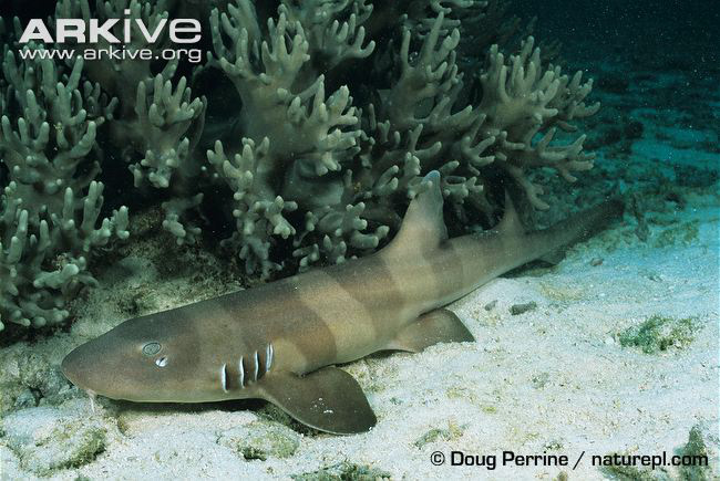 Sharks are Evolving to Walk on Land