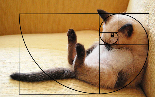 Finally, there's a different sleeping position, but it still seems to adhere to the Fibonacci ratio.