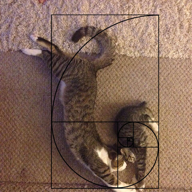 If the golden ratio is too bent, invite some friends to cooperate, and you will definitely succeed.