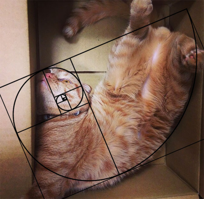 My cat boss plays dead in a box whenever it's anxious, but it has to be perfect even while playing dead.