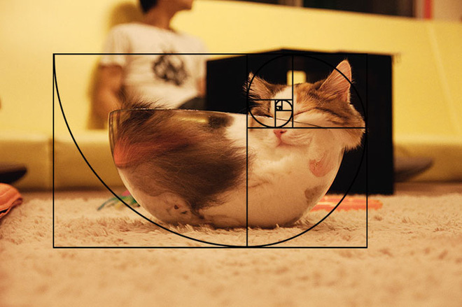 The clearest evidence for the statement: Cats are a type of liquid.
