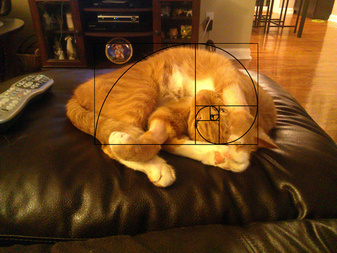 This is my 5-year-old cat boss, named Tiberius. It rolled around like this for 10 minutes after getting vaccinated.