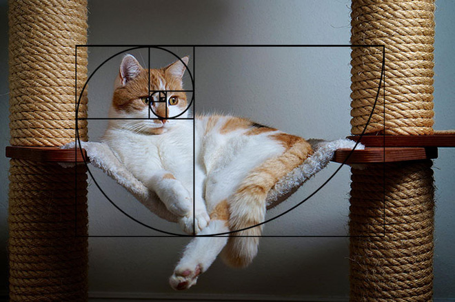 Hammock 'with style', plus incorporating the golden ratio, no wonder people honor cats as 'royalty'.