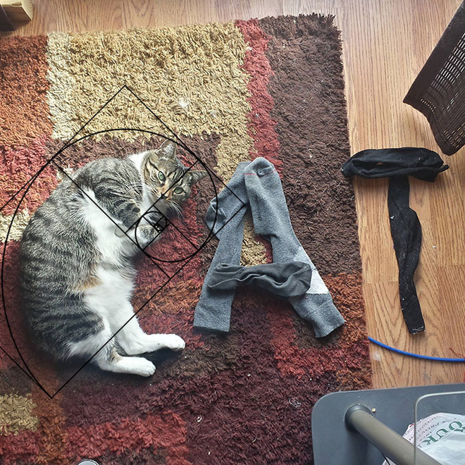 Forming the letter C - Cat.