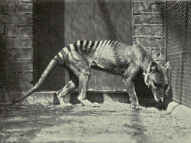 A Tasmanian tiger, around 1906.