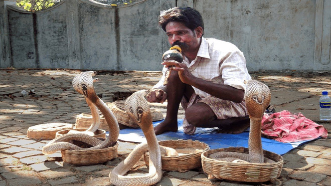 Cobras are often used for performances because they have a beautiful, fierce appearance and are easy to control.
