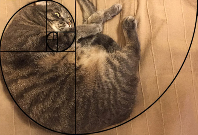 The consequence of gazing at too many Fibonacci paintings is that now I see this golden ratio everywhere, especially when I look at my cat boss.