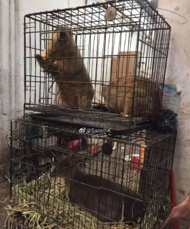 Marmota squirrel at a stall in Huanan Market