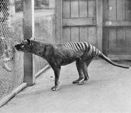 These creatures are also called Tasmanian wolves due to their resemblance to wolves. A study in September 2019 also showed genetic and skeletal similarities between Tasmanian tigers and modern wolves.
