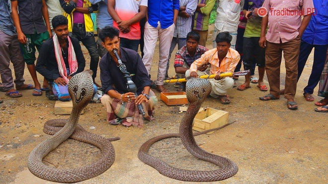 Many people are still curious about the snake charming performance to this day.