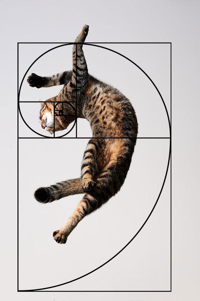 Jumping through the air must also be perfect according to the golden ratio.