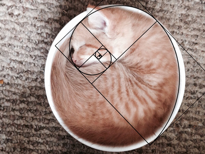 Our kitten refuses to use its bed and insists on curling up in the bowl instead.