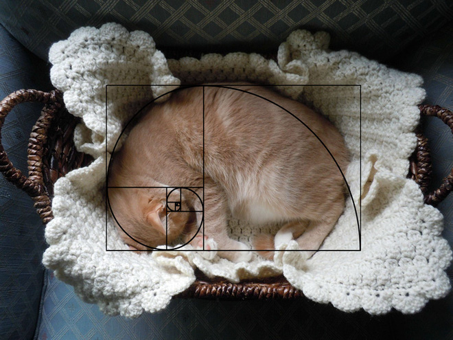 My kitten always obediently lies in this basket whenever it feels sleepy, and the blanket is knitted by me.