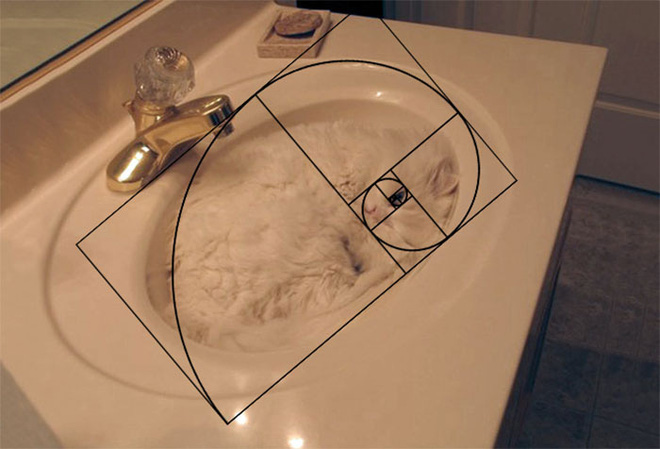 No matter where it sleeps, its shape remains the same; it has to be perfect to exude nobility.