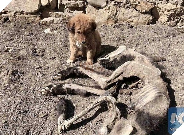 The little dog with sad eyes directed at the remains believed to be its mother.