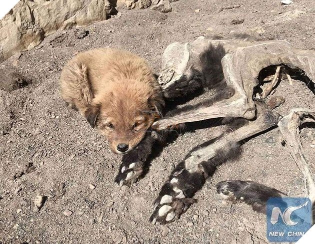 The little dog nestles beside the remains that only have a single strand of fur on its leg.