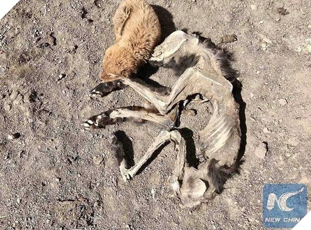 How will the little dog survive without its mother?