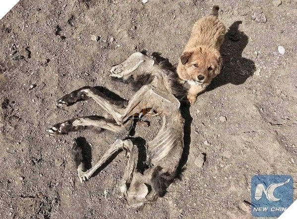 Many hope for a miracle to come to the little dog in the wild survival environment.
