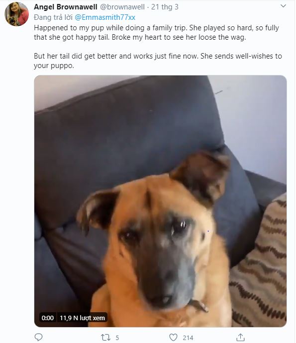 User Angel Brownawell shared: “My pet dog also experienced a similar situation when the whole family went on a picnic. Being able to run around freely made him a bit hyperactive, wagging his tail continuously and eventually sprained it too. But this injury healed quickly, and he is back to normal now. I hope Rolo will be the same!”