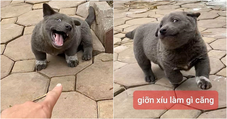Nguyễn Văn Dúi - the new idol of youth thanks to his expressions and quirky face