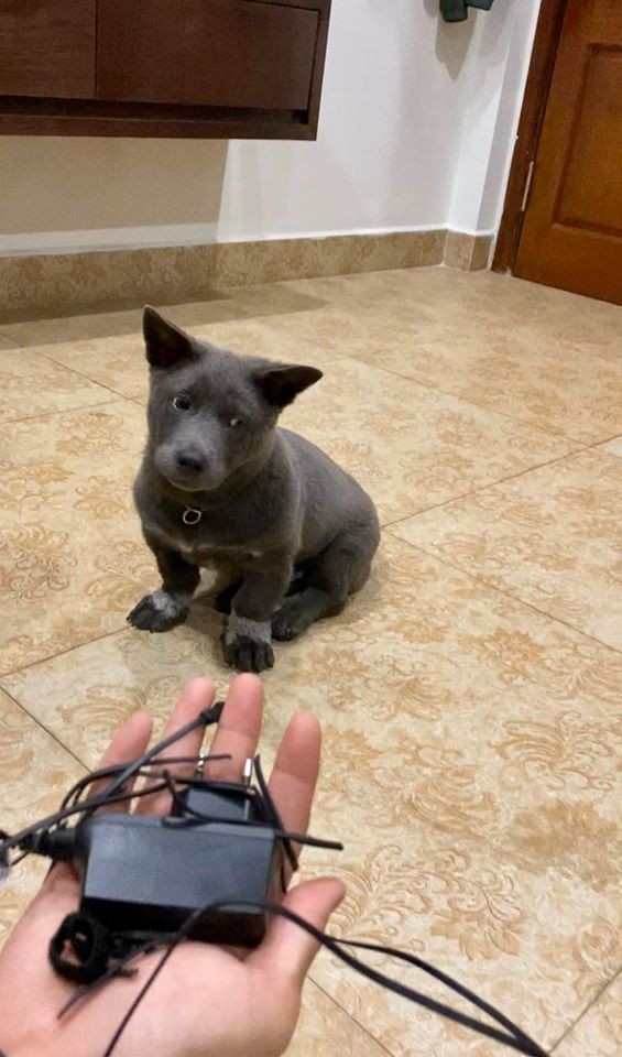Nguyễn Văn Dúi has a habit of biting anything within reach whenever he feels like it, from tearing his own sleeves to ruining household items belonging to 'sen'.