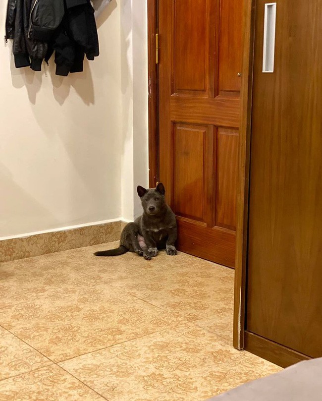When the owner continued to investigate while holding the mangled phone charger, Dúi curled up in a corner of the house.