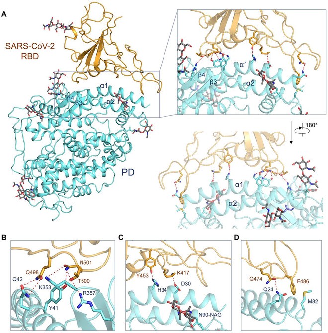 In real life, the amino acids that make up the spike protein for SARS-CoV-2 tend to fold into a helical chain or extend into a long strand.