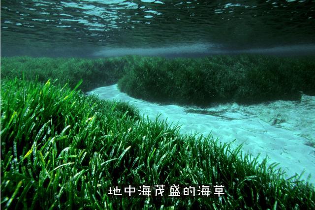 Why Are Marine Creatures Mainly Predators and Herbivorous Sea Animals Are Rarely Seen? 1 Seagrass, plants growing underwater.