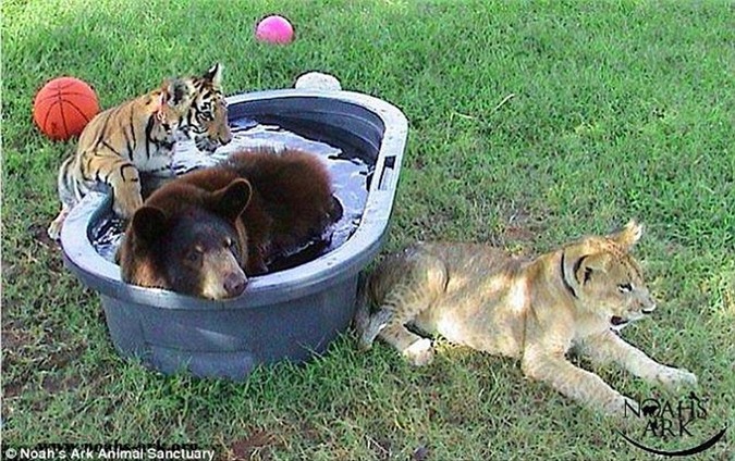 The three are inseparable, whether eating, sleeping, or playing