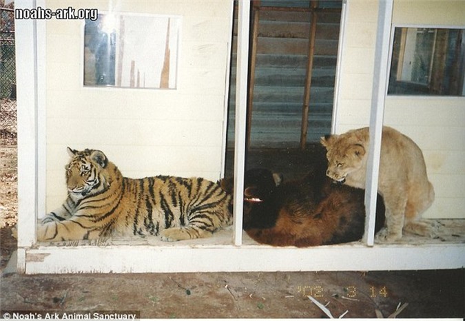 All three are always together, even in sickness