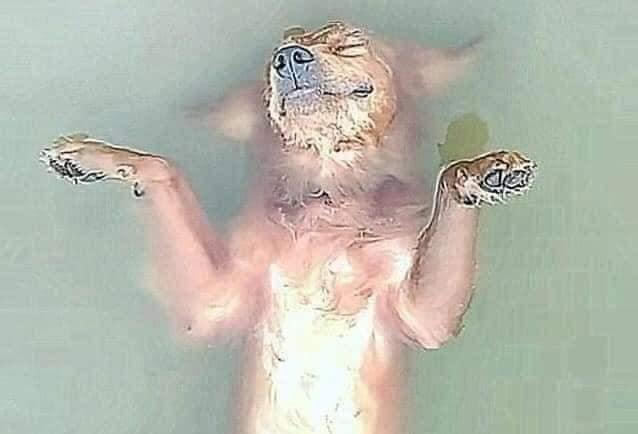 Chopper's owner is desperate upon seeing his pup's eyes closed, floating on the river