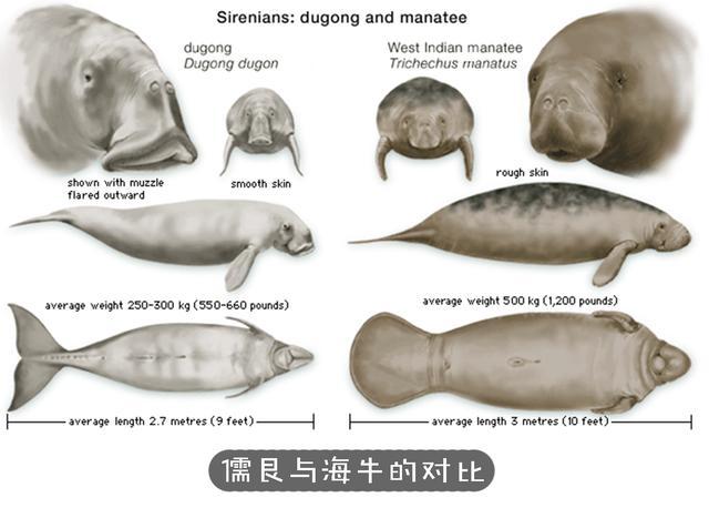 Why Are Marine Creatures Mainly Predators and Herbivorous Sea Animals Are Rarely Seen? 3 photo 2 1586592405547966729799