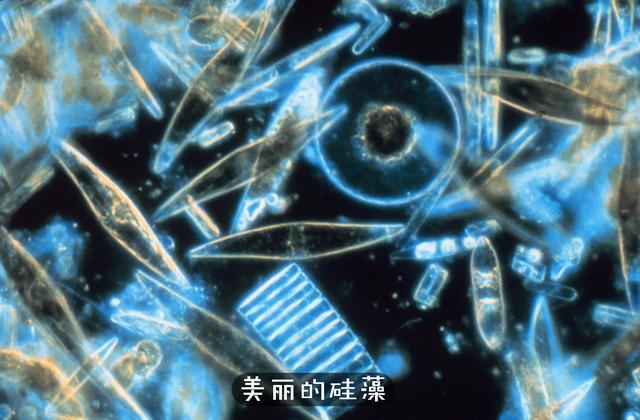 Why Are Marine Creatures Mainly Predators and Herbivorous Sea Animals Are Rarely Seen? 5 Diatoms are a major group of algae and one of the most common types of phytoplankton. Most diatoms are unicellular, although they can exist in clusters in the form of fine filaments, fans, zigzag patterns, or star shapes. Diatoms are a source in the ocean food chain.