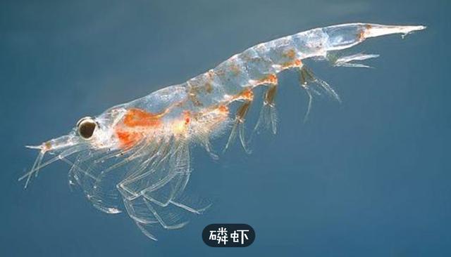 Why Are Marine Creatures Mainly Predators and Herbivorous Sea Animals Are Rarely Seen? 7 photo 6 158659240610323257462