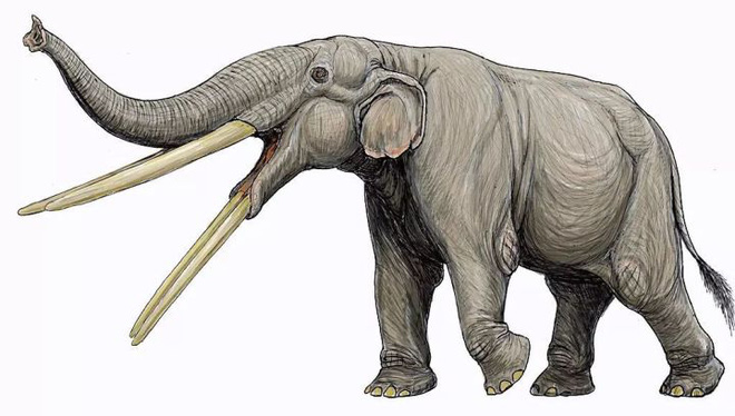 Tetralophodon is an extinct genus of elephant belonging to the Anancidae family.