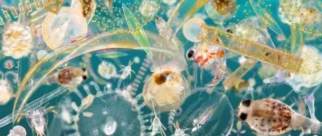 Why Are Marine Creatures Mainly Predators and Herbivorous Sea Animals Are Rarely Seen? 9 photo 8 1586592405162750209983