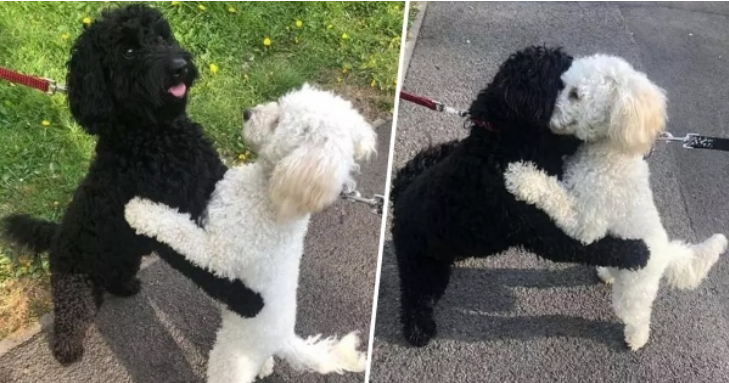 Two poodle sisters named Monty (black fur) and Rosie (white fur).