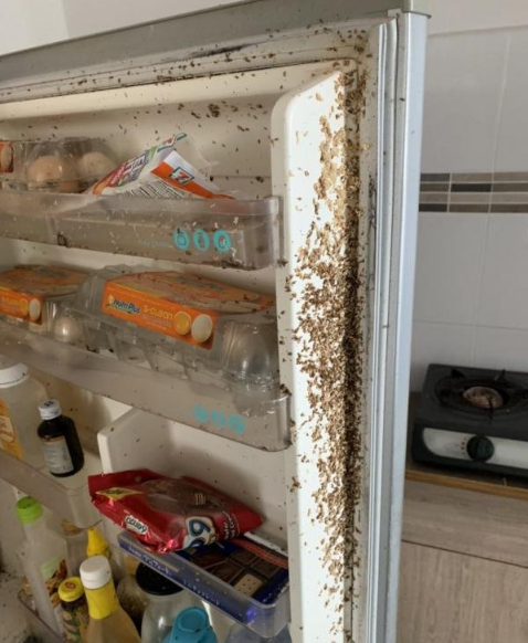 Maggots cover the fridge door, resulting from the pile of spoiled food.