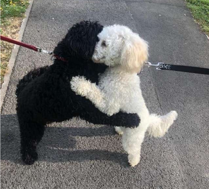 The image of both dogs quickly went viral.