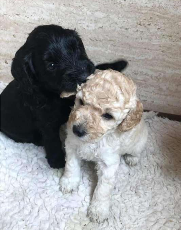 These two poodles are related as they were born from the same mother.