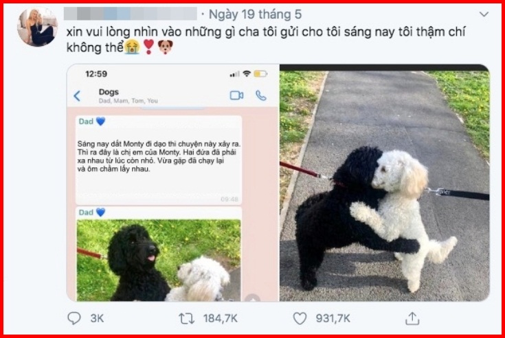 The owner's post about the white dog made netizens go wild.