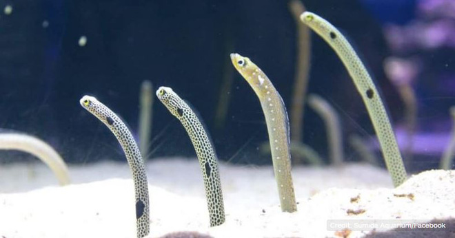 Sumida Aquarium is calling for everyone to FaceTime these eels to help them reduce stress and gradually regain their friendliness with humans.