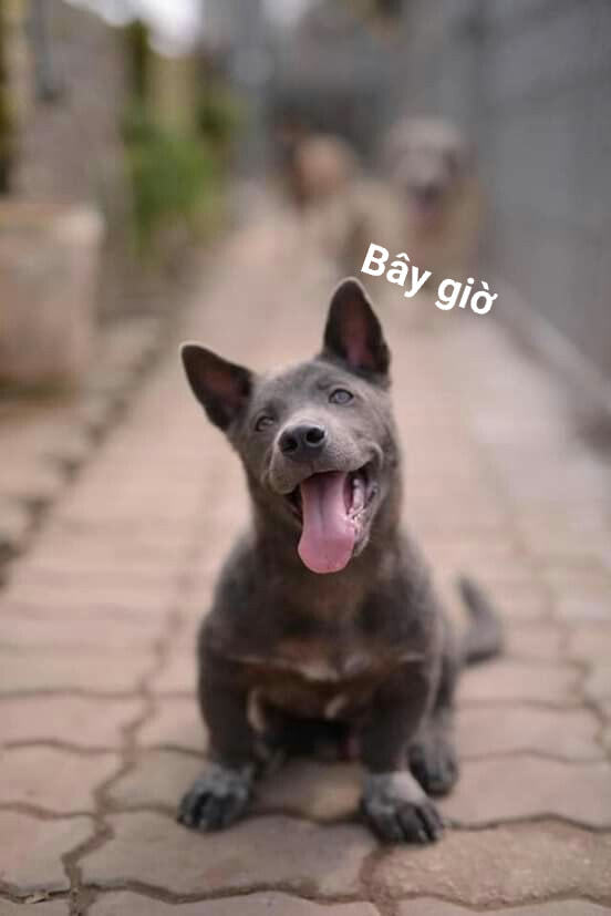 And the unusual transformation image at the present time (Photo: Gấu Mèo - Làng Dúi)