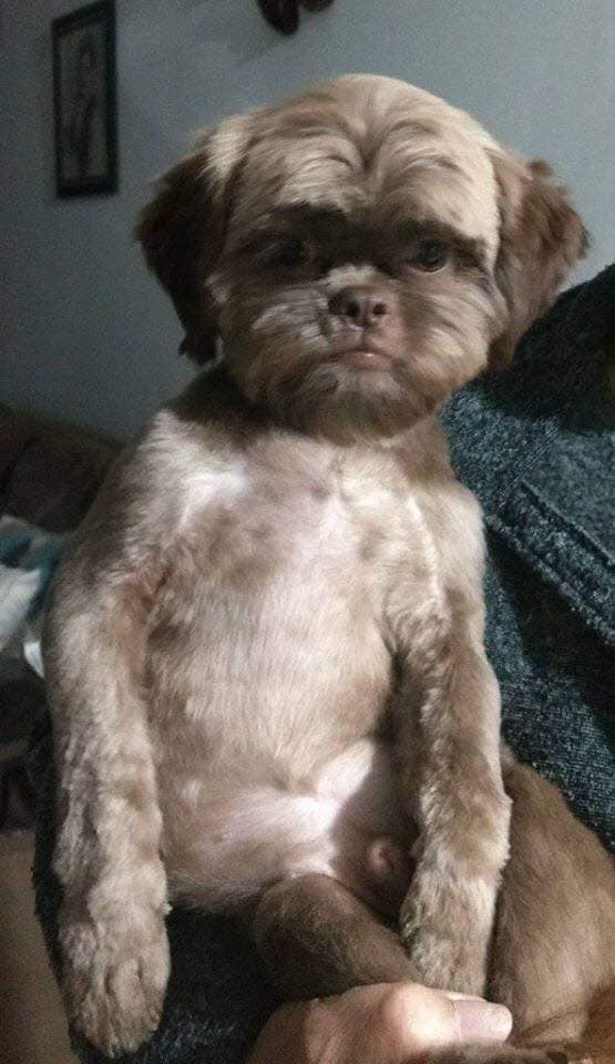 Image of the dog that is causing a stir in the online community