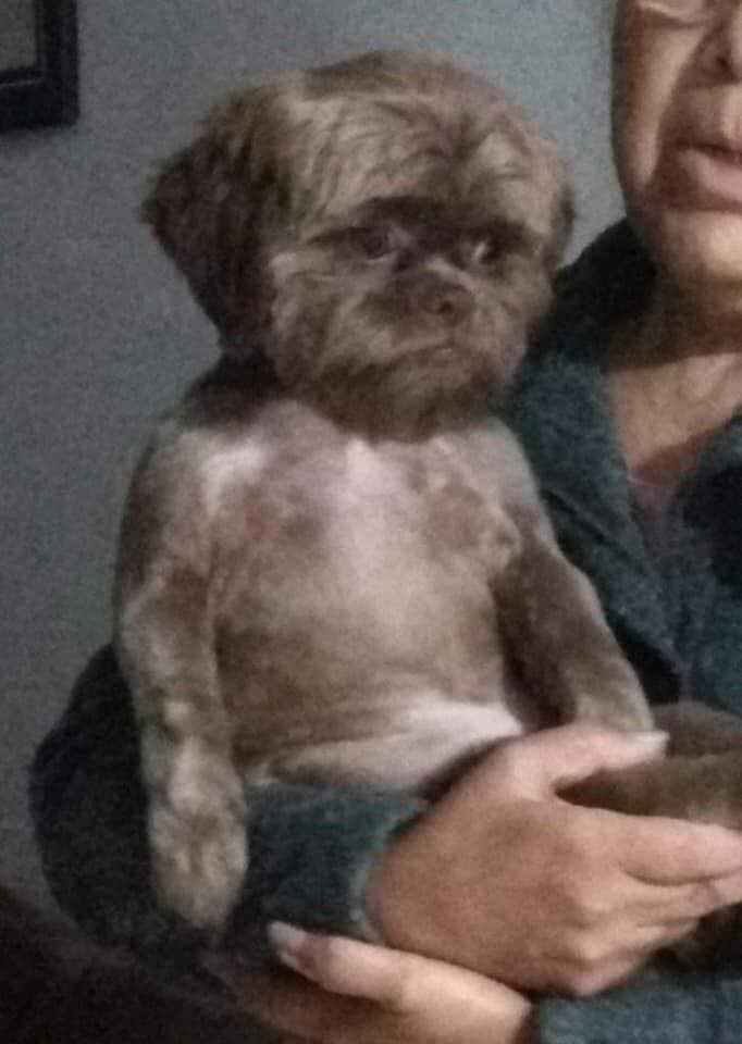 It feels like the head and face of the dog are unrelated