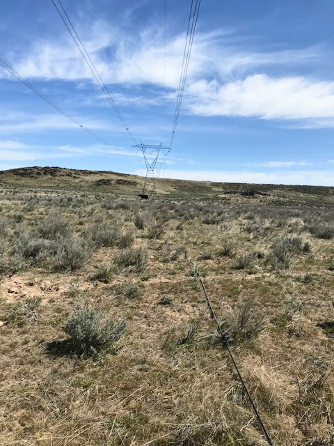Google's fiber optic cable hanging down to the ground was stepped on by a herd of cows